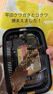 クワガタ採り