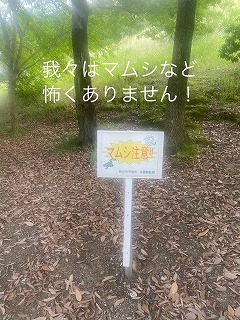 クワガタ採り (2)